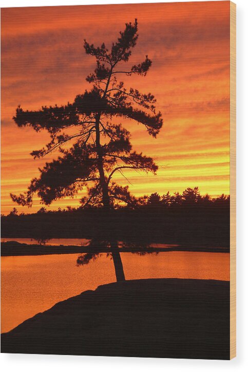 Pine Tree Wood Print featuring the photograph Sunset Solitude by Linda McRae