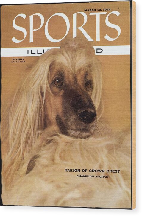 Crown Wood Print featuring the photograph Taejon, 1955 Westminster Kennel Club Dog Show Sports Illustrated Cover by Sports Illustrated