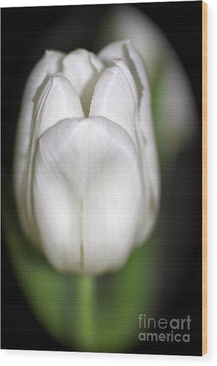 Cathy Dee Janes Wood Print featuring the photograph Flower of Bunny by Cathy Dee Janes