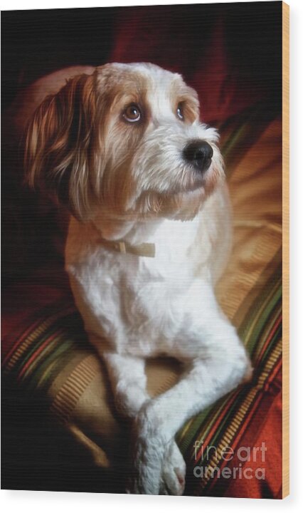 Pets Wood Print featuring the photograph Diva by Gus McCrea