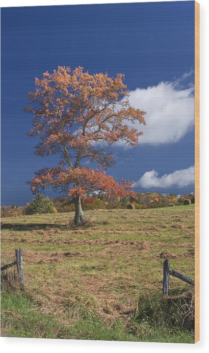Fall Wood Print featuring the photograph Fall Tree by Ken Barrett
