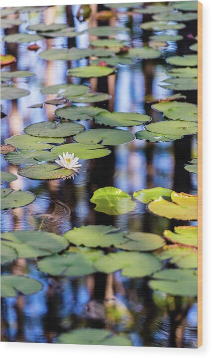 Lilypad Cypress Pond Lily Wood Print featuring the photograph Lilypad Cypress Pond by Kurt Lischka