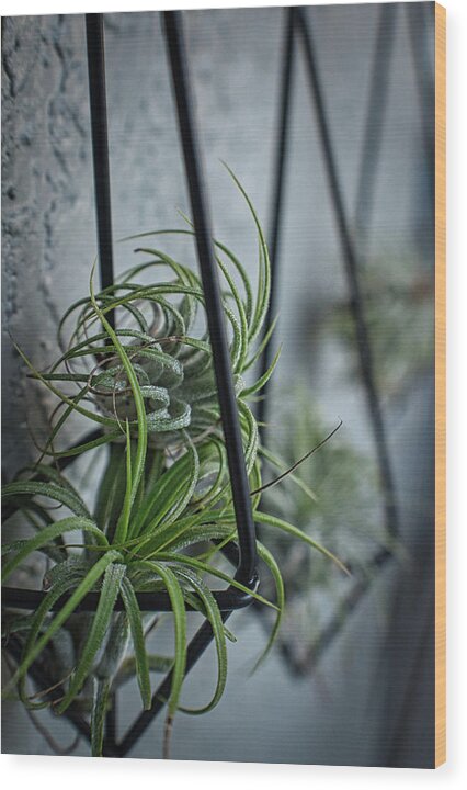 Flower Wood Print featuring the photograph Air Plant Trio by Portia Olaughlin