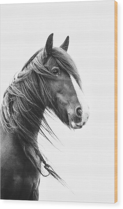 Horse Wood Print featuring the photograph Brodie II - Horse Art by Lisa Saint
