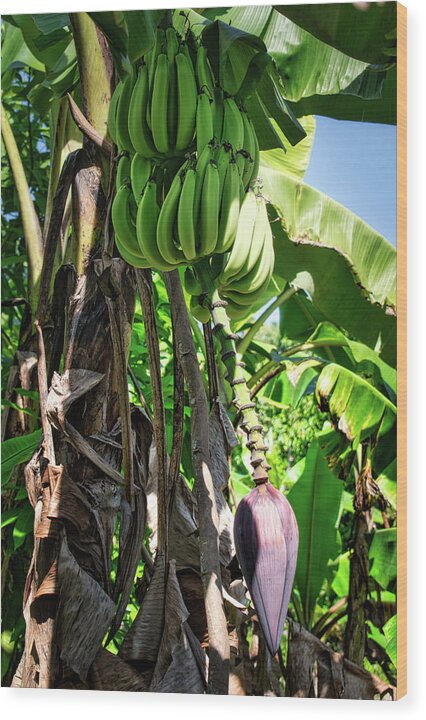 Plantain Wood Print featuring the photograph Plantains by Portia Olaughlin