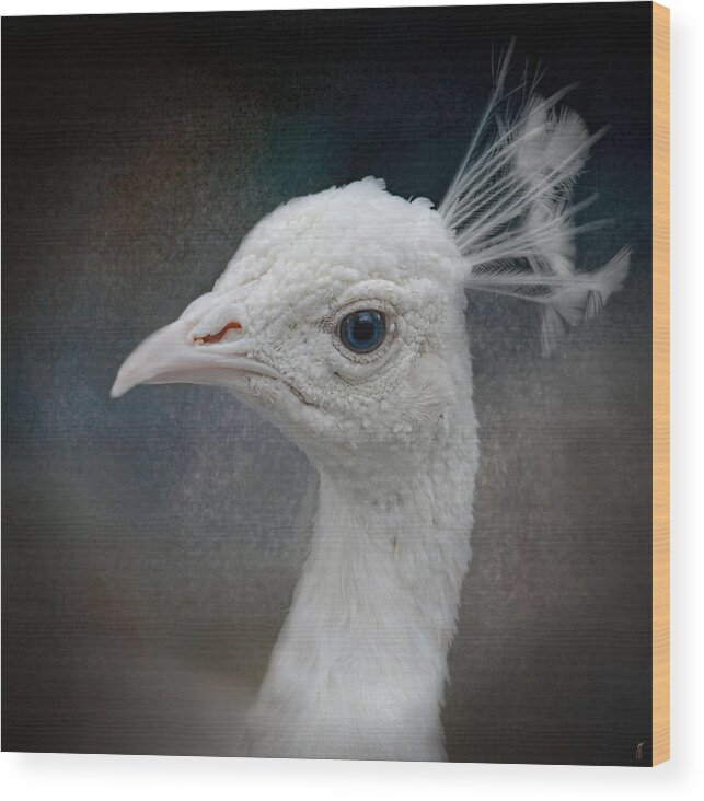 Albino Wood Print featuring the photograph An Old Soul - White Peacock - Wildlife by Jai Johnson