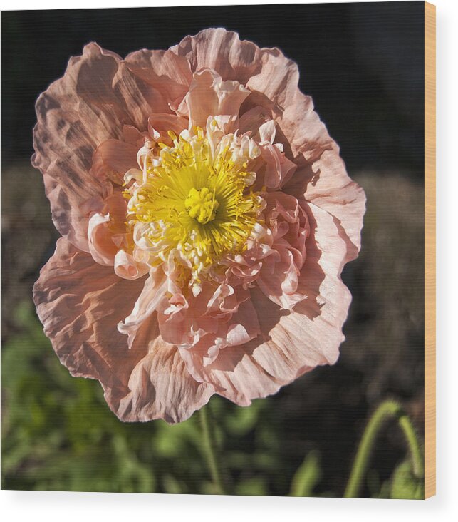 Flower Wood Print featuring the photograph Blooming Poppy by Sandra Selle Rodriguez