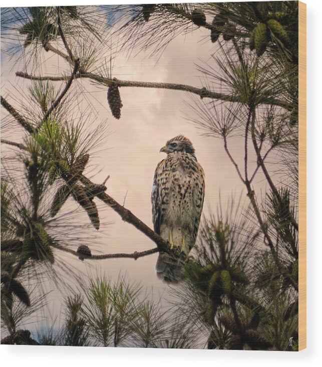 Bird Art Wood Print featuring the photograph Juvenile Red Shouldered Hawk 06.07.2014 by Jai Johnson