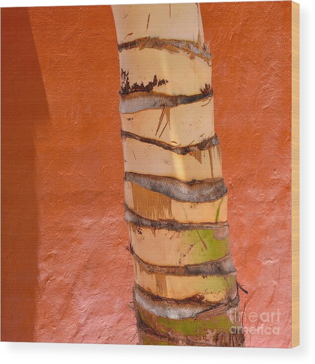Palm Tree Wood Print featuring the photograph Layers of Life by Amy Fearn