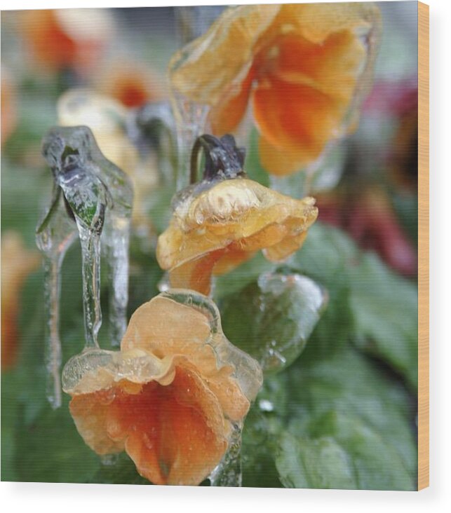 Pansy Wood Print featuring the photograph Orange Iced Pansies by Wesley Elsberry