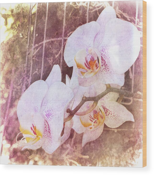 Julia Springer Wood Print featuring the photograph Orchid - Phalaenopsis by Julia Springer