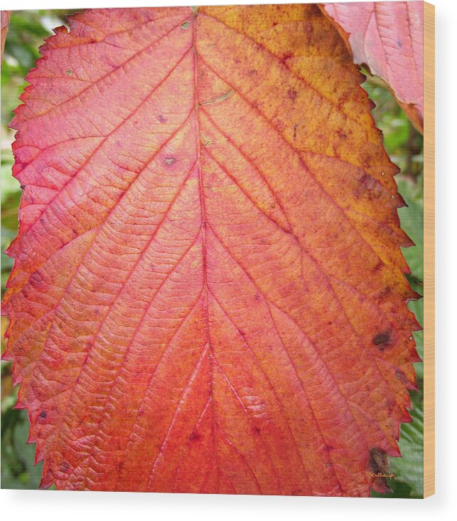 Duane Mccullough Wood Print featuring the photograph Red Blackberry Leaf by Duane McCullough