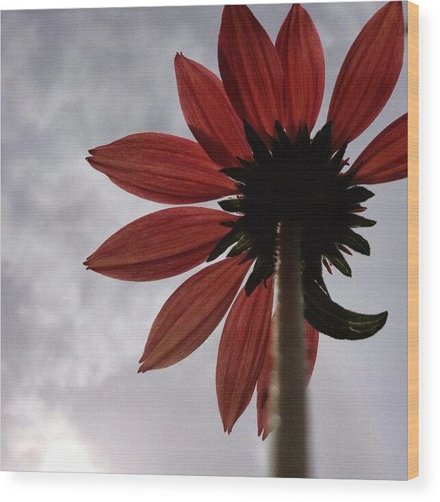 Red Flower Sky Petals Focus Botanical Up Nature Scoobydrew81 Andrew Rhine Clouds Sun Nature Macro Bloom Blooms Petal Leaf Garden Floral Coneflower Wood Print featuring the photograph Red flower by Andrew Rhine