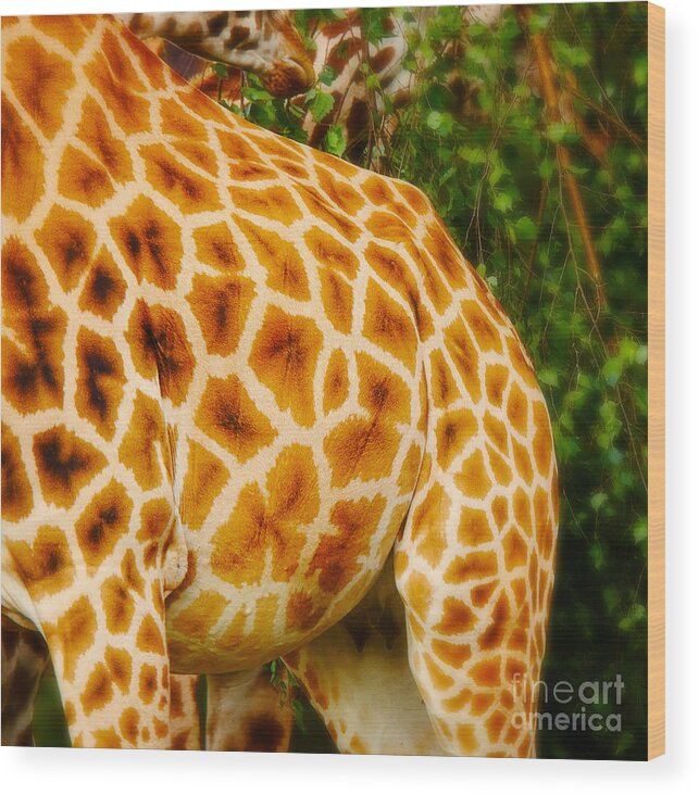Africa Wood Print featuring the photograph Rothschild Giraffe by Nick Biemans