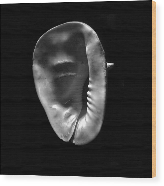 Seashells Wood Print featuring the photograph Horned Helmet Shell Cassis cornuta #2 by Frank Wilson