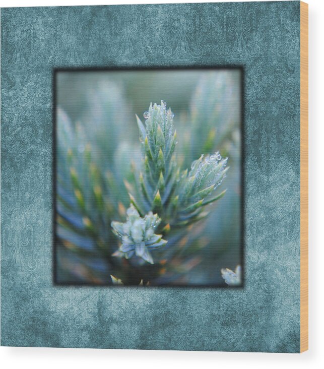 artistic Nature Photo Wood Print featuring the photograph Dew on the Pine II Photo Square by Jai Johnson