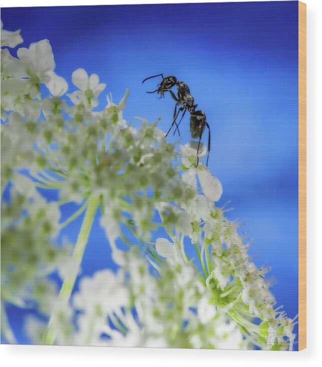 Ant  Queen Anne's Lace Flower Macro Square Wood Print featuring the photograph Ant Mountain Climbing by Peter Herman