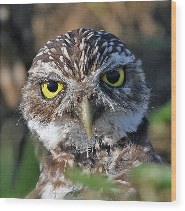 Burrowing Owl Wood Print featuring the photograph Burrowing Owl by Larry Linton