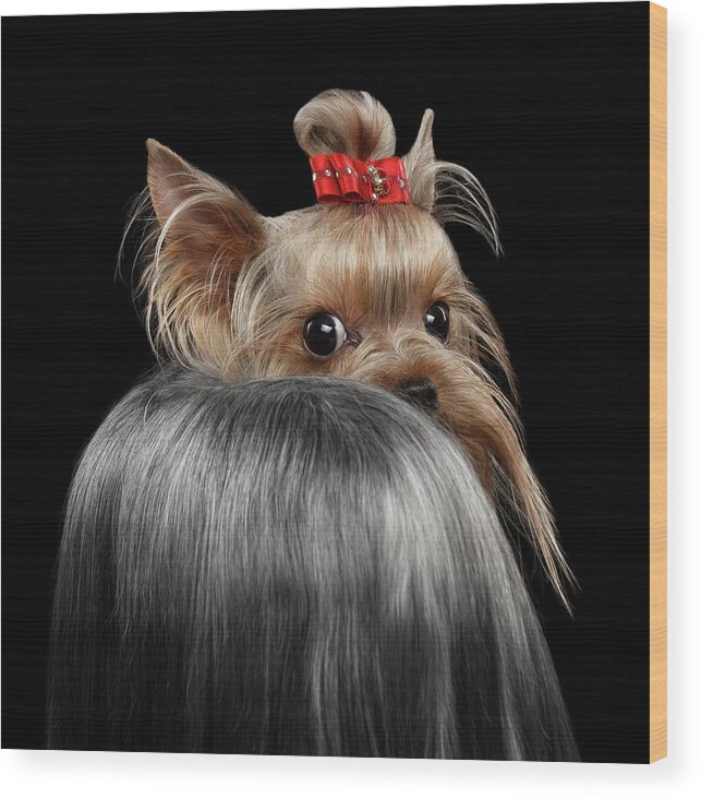  Closeup Wood Print featuring the photograph Closeup Yorkshire Terrier Dog, long groomed Hair Pity Looking back by Sergey Taran
