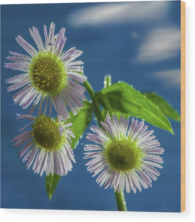 Daisy Flowers Floral Sky Cloud Blue Yellow White Green Square Wood Print featuring the photograph Daisy Trio - white daisies glistening in sunlight with mist droplets by Peter Herman