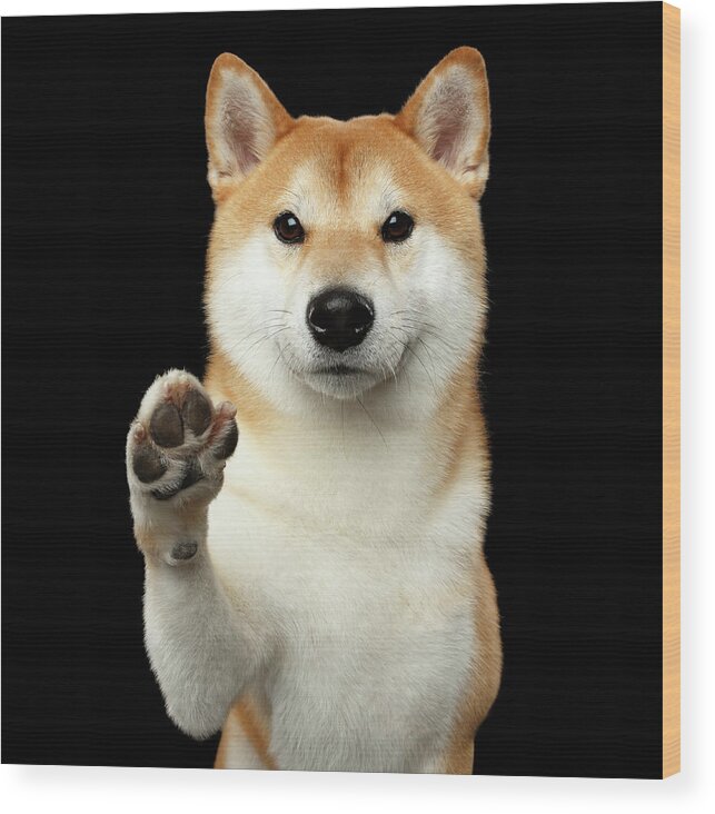 Shiba Wood Print featuring the photograph Give me a hand man by Sergey Taran