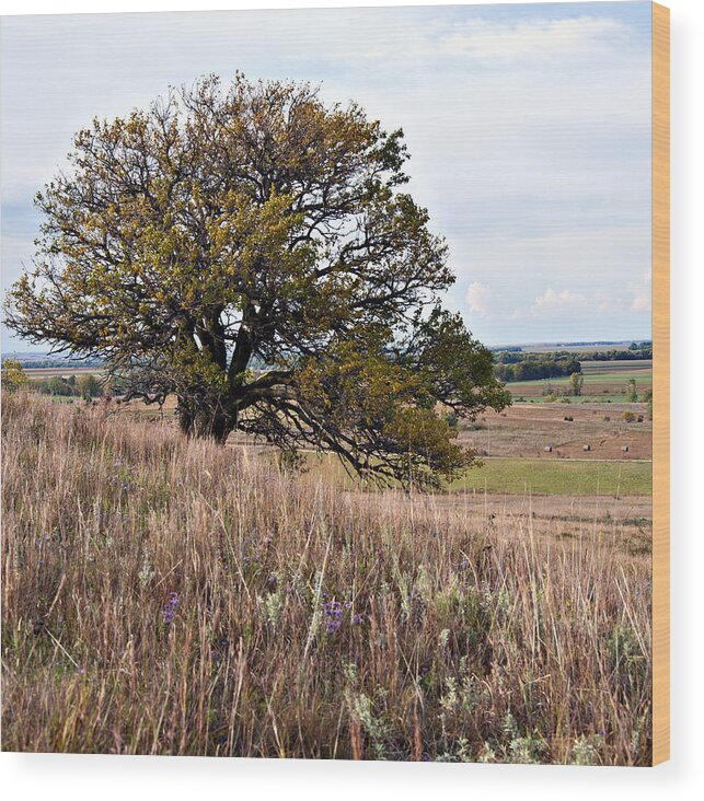 Nature Wood Print featuring the photograph Kansas One Tree Hill Square by Lee Craig