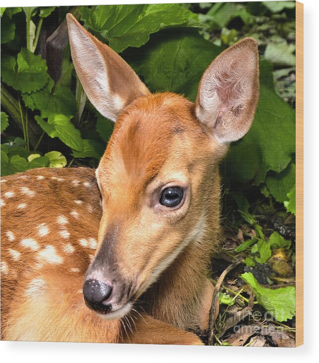 Deer Wood Print featuring the photograph Little Fawn by Adam Olsen