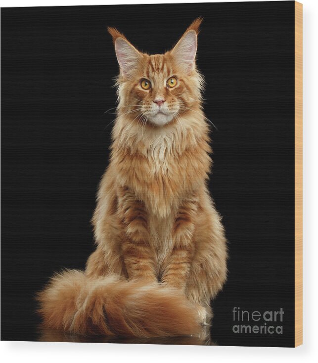 #faatoppicks Wood Print featuring the photograph Portrait of Ginger Maine Coon Cat Isolated on Black Background by Sergey Taran