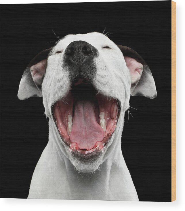 Puppy Wood Print featuring the photograph Puppy laughs by Sergey Taran