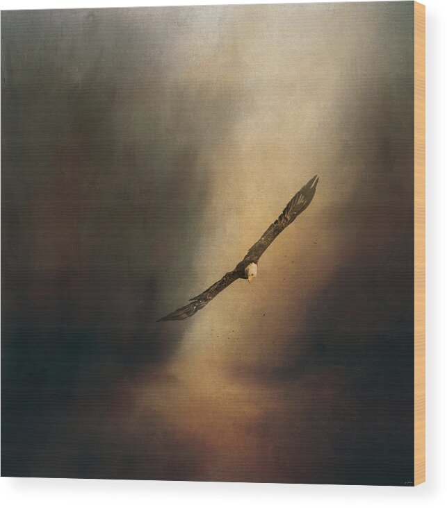 Jai Johnson Wood Print featuring the photograph Searching with Bald Eagle by Jai Johnson