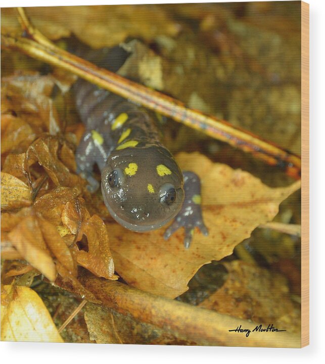 Nature Wood Print featuring the photograph Spotted Salamander by Harry Moulton