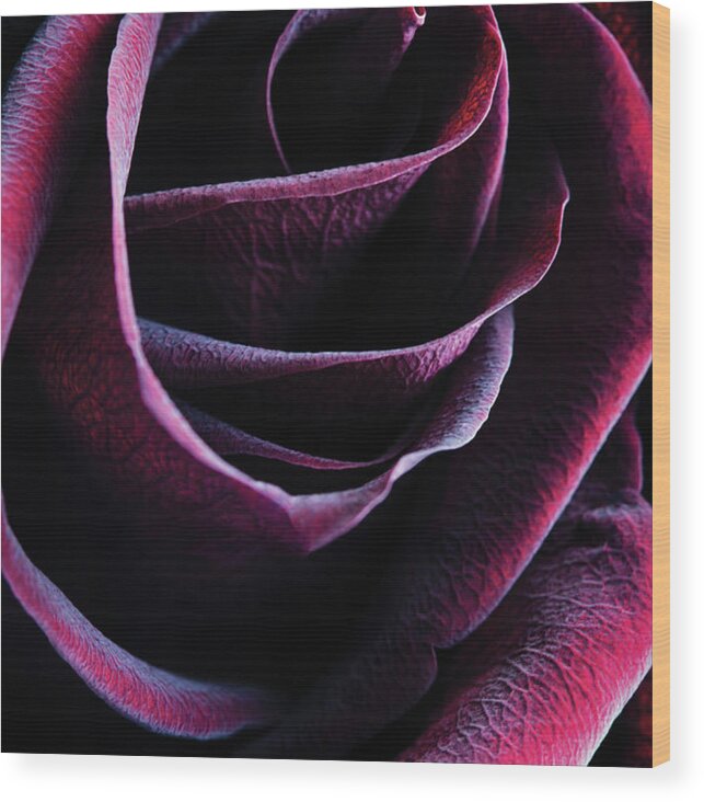 Rose Wood Print featuring the photograph Crimson Queen by Amy Weiss