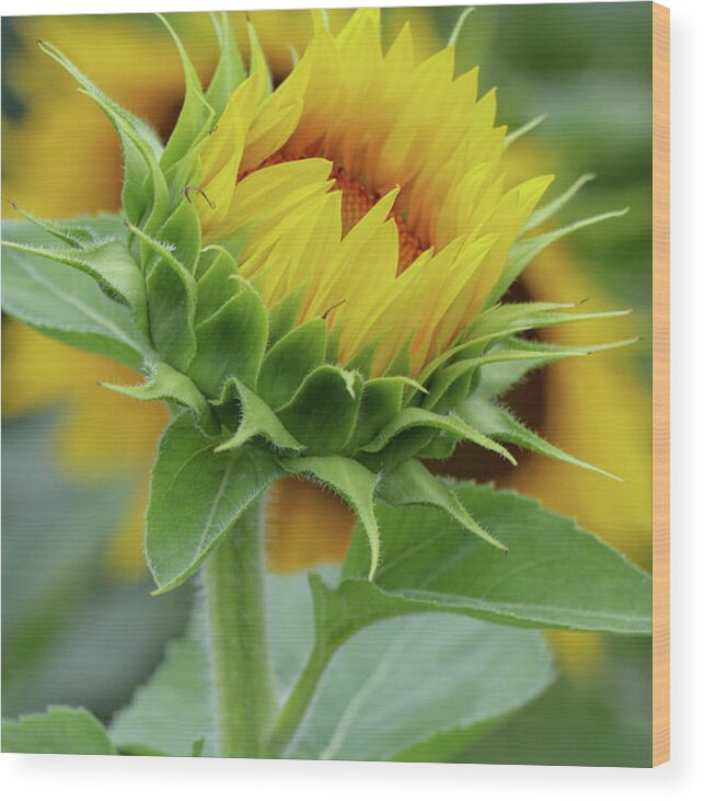Sunflower Wood Print featuring the photograph Just Before Full Bloom by Mary Anne Delgado