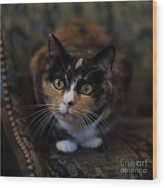 Calico Cat Wood Print featuring the photograph Mischa by Irina ArchAngelSkaya