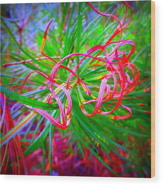 Tendril Wood Print featuring the photograph Nature's Ribbons by VIVA Anderson