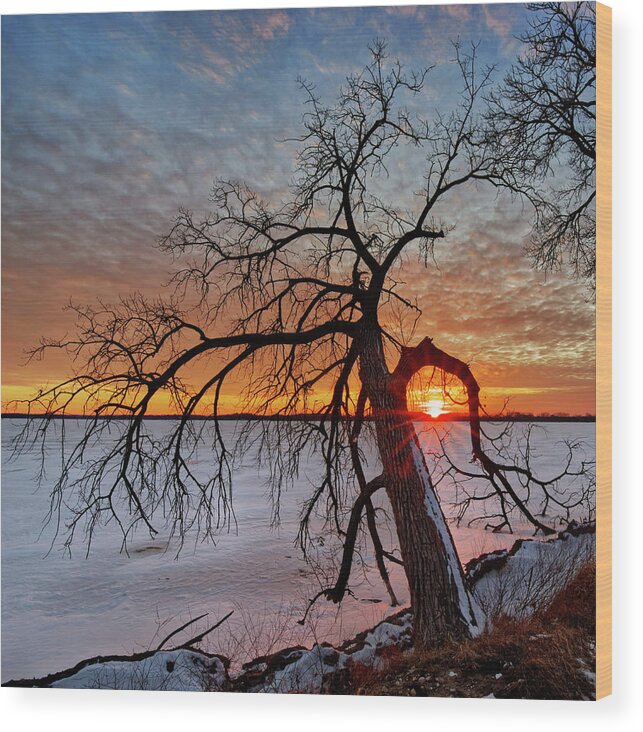 Waubesa Wood Print featuring the photograph Cradled - sunset framed by cottonwood tree on Lower Yahara River trail at Lake Waubesa by Peter Herman