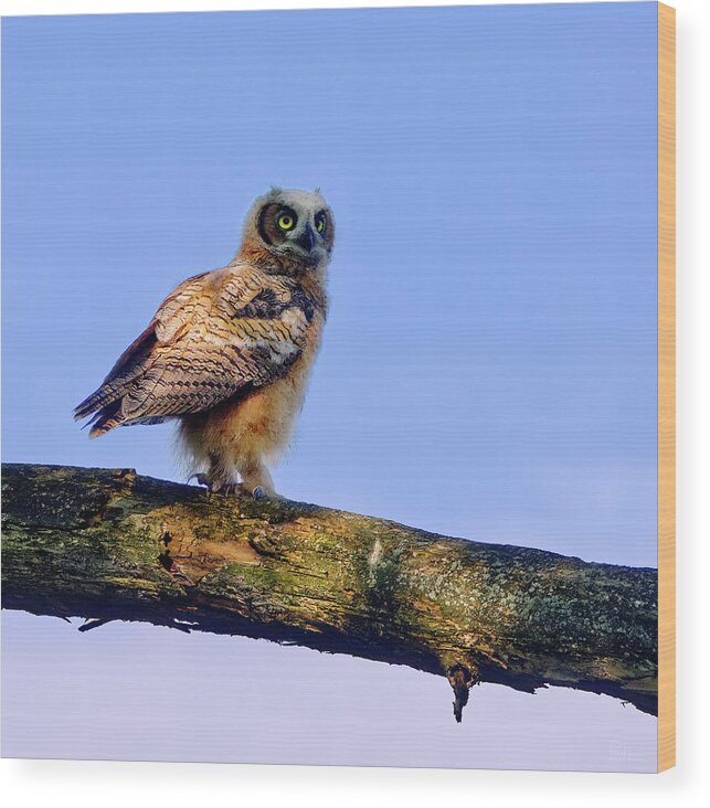 Owl Wood Print featuring the photograph Fledgling Great Horned Owl by Peter Herman