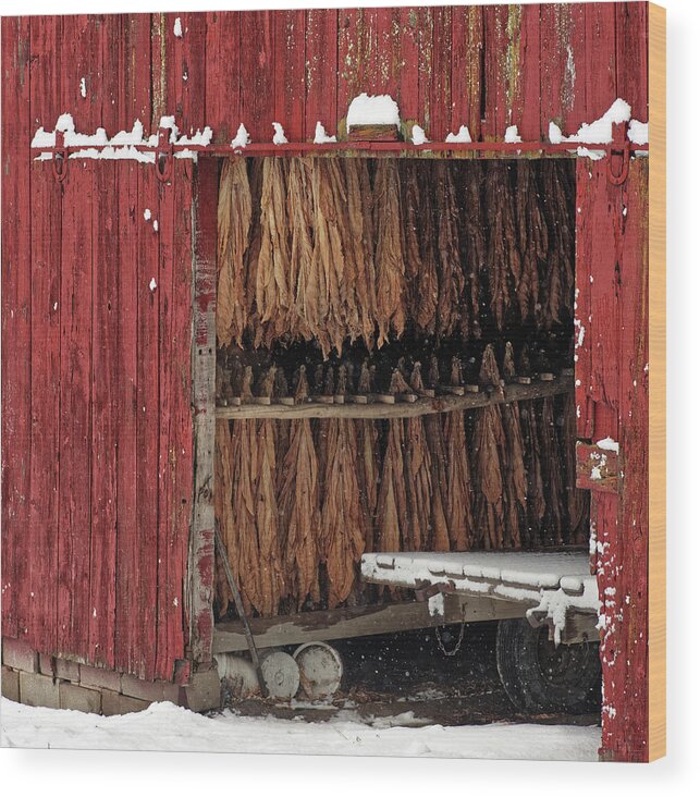 Tobacco Wood Print featuring the photograph Freeze Dried- Wintertime scene of tobacco hanging to dry in red shed near Stoughton WI by Peter Herman