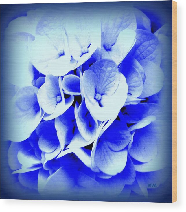 Blue Wood Print featuring the photograph Hydrangea - Blue by VIVA Anderson