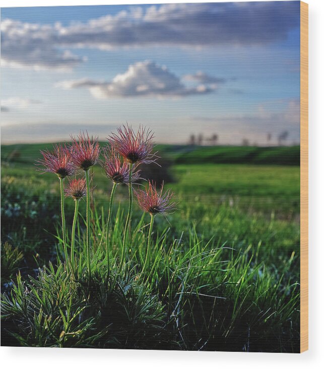 Prairie Crocus Wood Print featuring the photograph Late Bloomers - 1 of 2 - Prairie Crocus on coulee pasture hilltop after blooming by Peter Herman