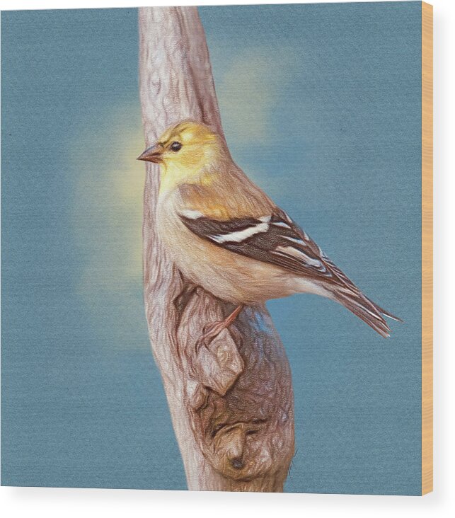 Bird Wood Print featuring the drawing Little Yellow Goldfinch by Jai Johnson