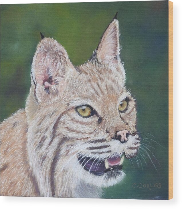 Bobcat Wood Print featuring the pastel The Cheshire Bobcat by Carol Corliss