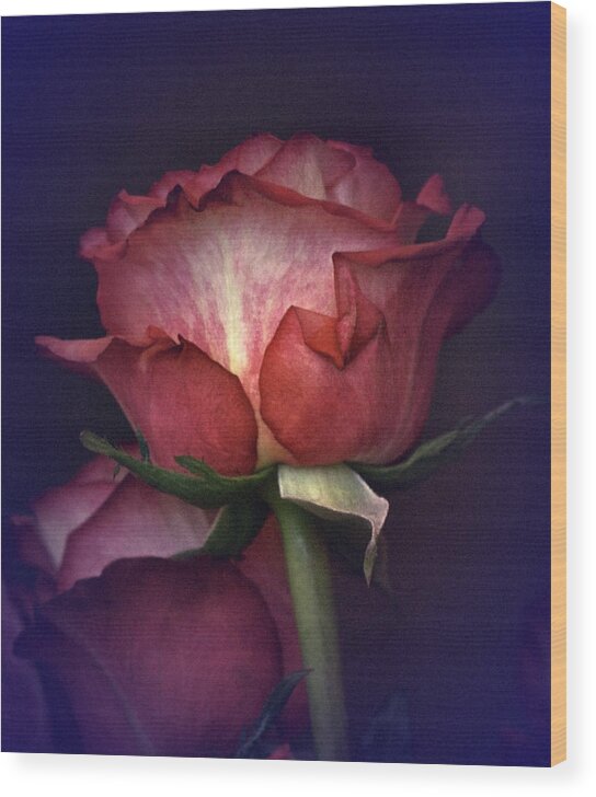 Rose Wood Print featuring the photograph Vintage Rose Study by Richard Cummings