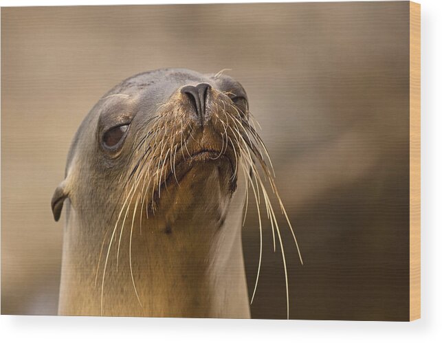 Sea Lion Wood Print featuring the photograph A Condescending Attitude by Theo O'Connor