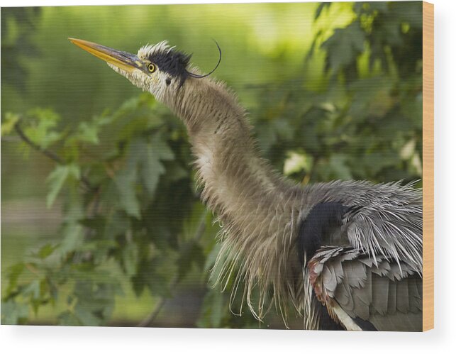 Grey Wood Print featuring the photograph Heron in Breeding Plumage by Mircea Costina Photography