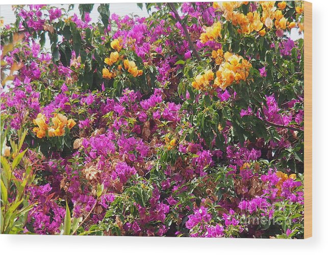 Bougainvillea Wood Print featuring the photograph  Hot color Patches by Arik Baltinester