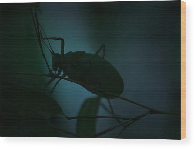 Bug Wood Print featuring the photograph It's A Bug... by Tammy Schneider