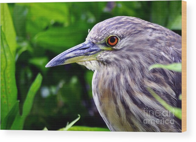 Orinthology Wood Print featuring the photograph Juvenile Black Crowned Night Heron by Mary Jane Armstrong