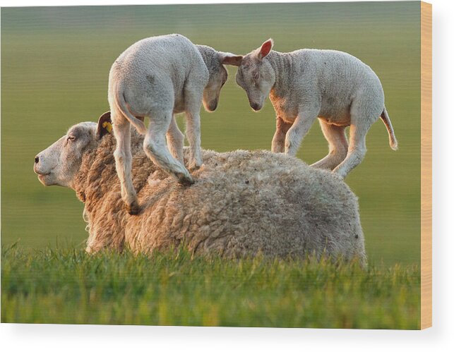 Lamb Wood Print featuring the photograph Leap sheeping Lambs by Roeselien Raimond