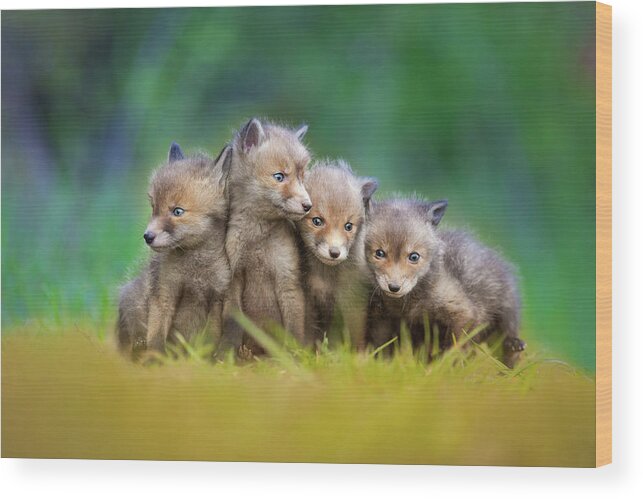Fox Wood Print featuring the photograph ... Little Explorers ... by Pali Gerec